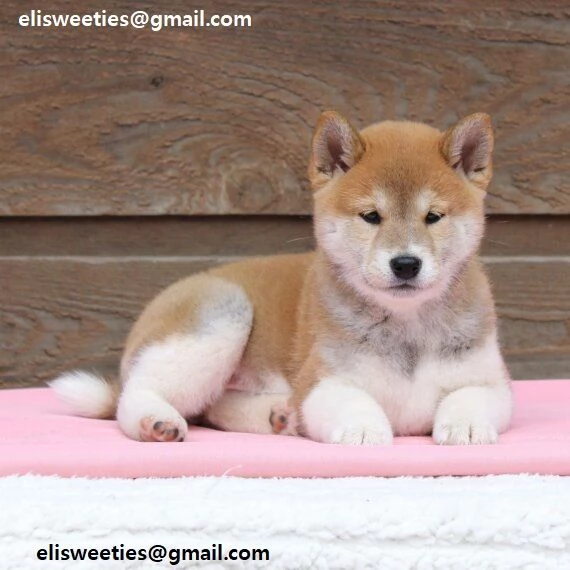  REGALO Cuccioli Shiba Inu cuccioli Shiba Inu maschio e femmina disponibile Tutti i documenti sono 