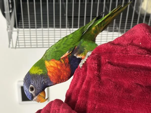 Pappagallo Lorichetto Arcobaleno allevato a mano | Foto 0