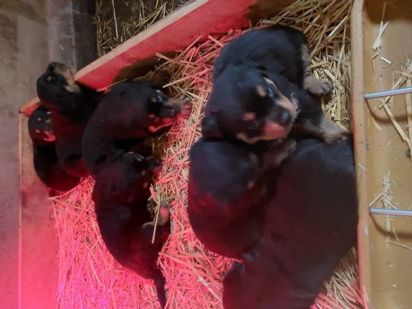 Offro cuccioli di ROTTWEILER 