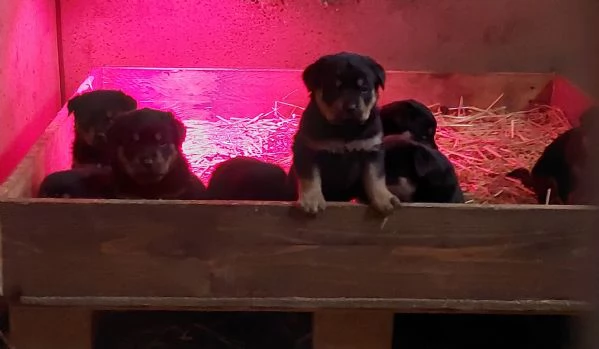 Offro cuccioli di ROTTWEILER  | Foto 3