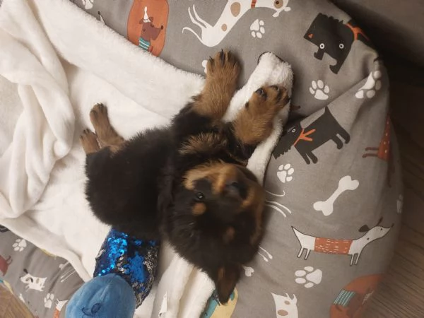Offro cuccioli di ROTTWEILER  | Foto 1