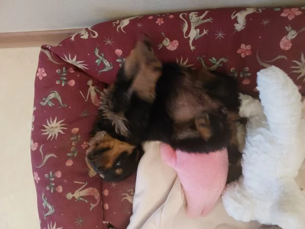 Offro cuccioli di ROTTWEILER  | Foto 0