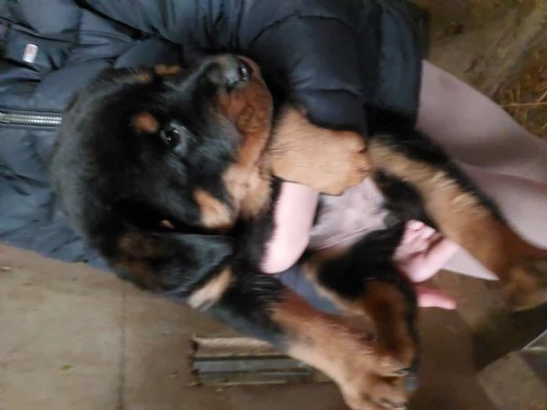 Cuccioli di Rottweiler  | Foto 6