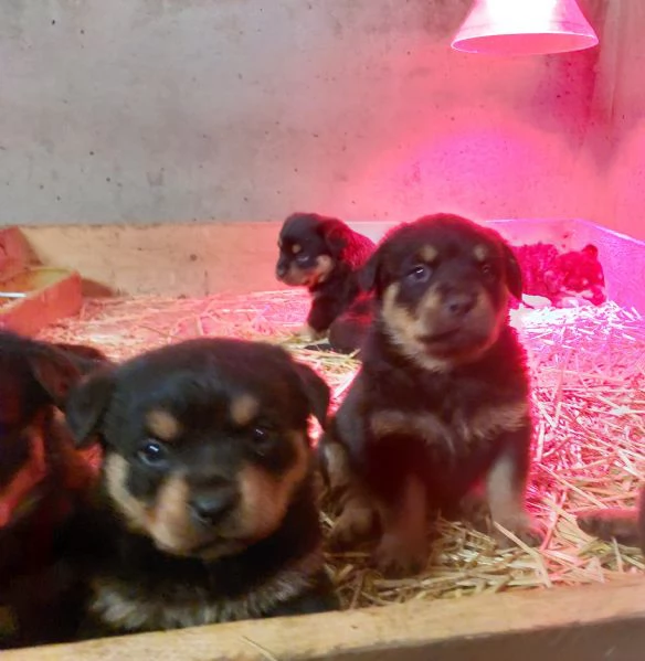 Cuccioli di Rottweiler  | Foto 3