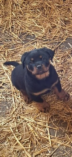 Cuccioli di Rottweiler  | Foto 2