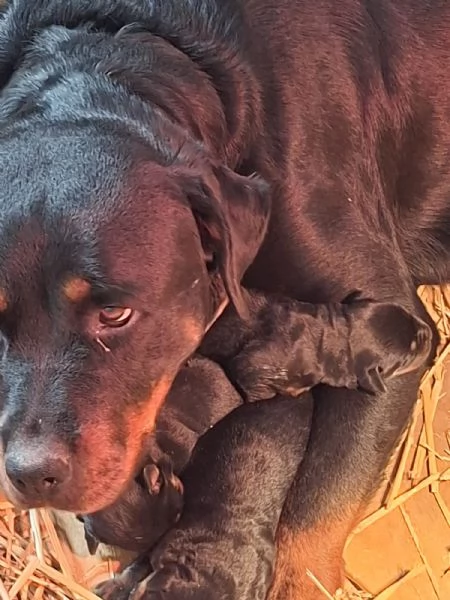 Cuccioli di Rottweiler  | Foto 0