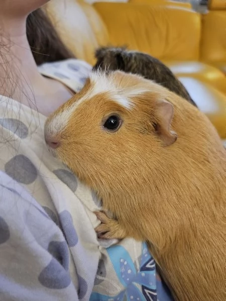  Regalo 4 porcellini dIndia in adozione  2 femmine e 2 maschi  | Foto 0