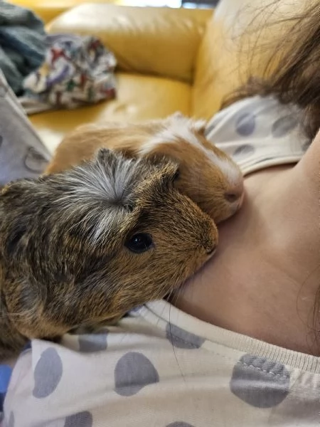  Regalo 4 porcellini dIndia in adozione  2 femmine e 2 maschi 