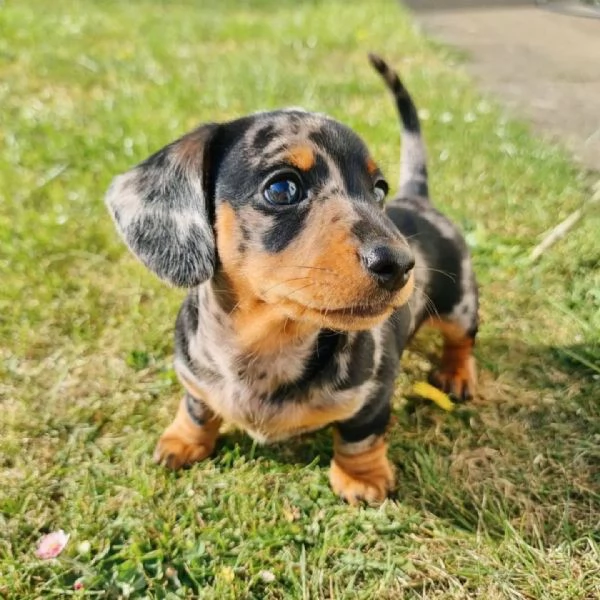 Cuccioli di bassotto