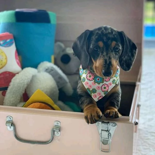 Cuccioli di bassotto | Foto 0