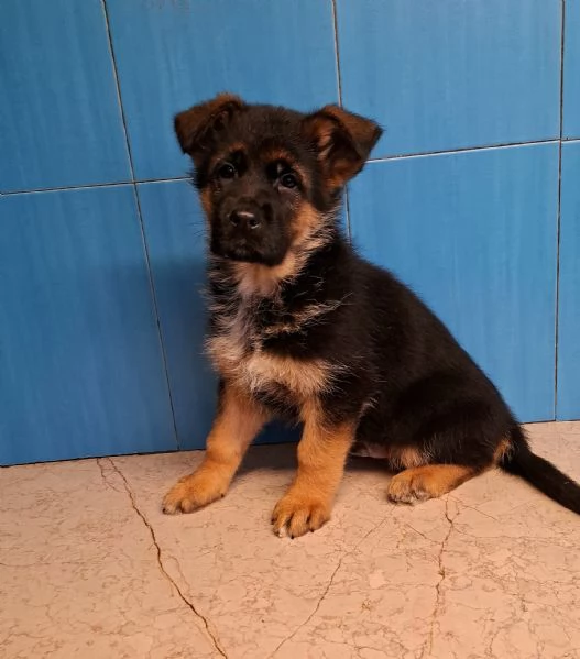 Cuccioli pastore tedesco 