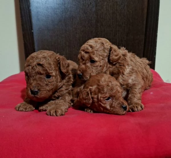 Cuccioli barboncino toy 