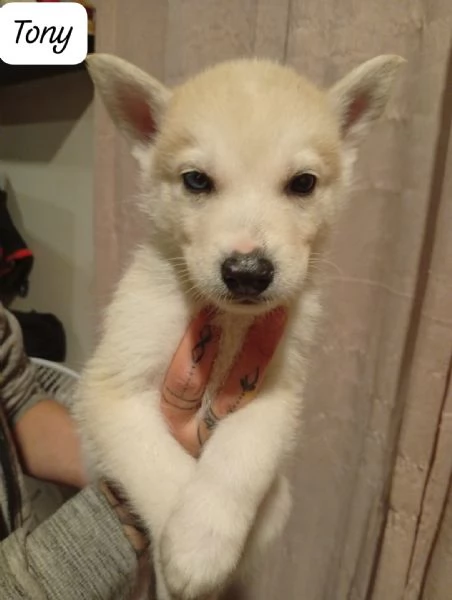 Cuccioli di husky  | Foto 5