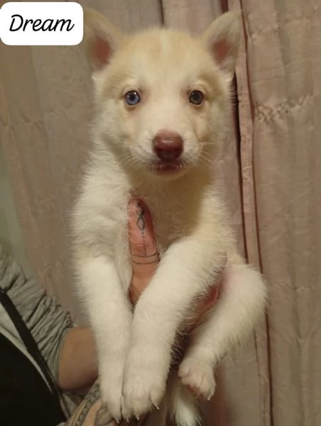 Cuccioli di husky  | Foto 3