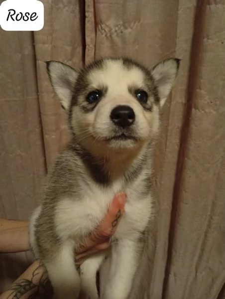Cuccioli di husky  | Foto 2