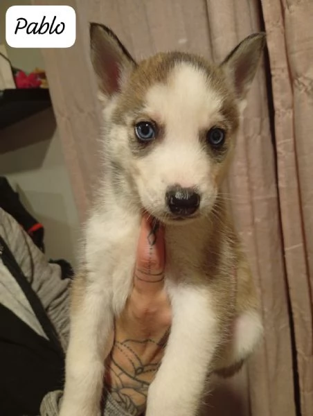 Cuccioli di husky  | Foto 1