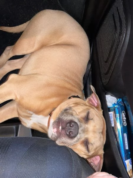 Regalo Pitbull di 2 anni a malincuore per problemi di salute del proprietario  | Foto 1