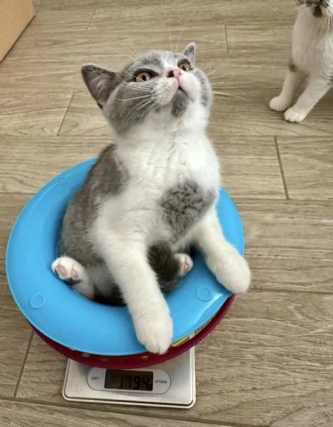Gattini British Shorthair dolcissimi