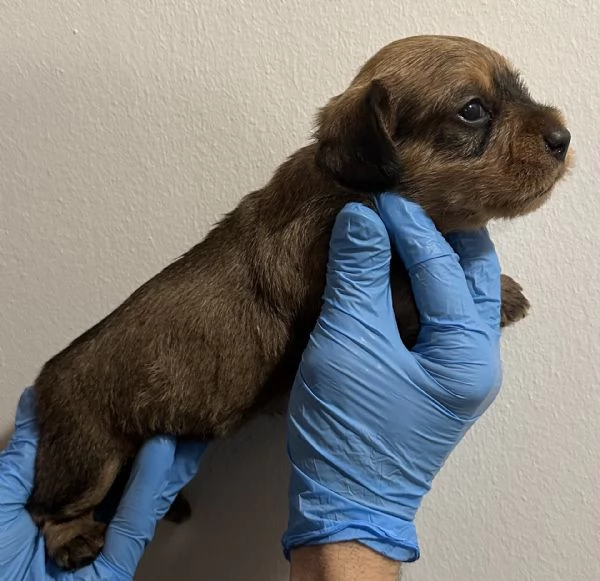 BASSOTTO PELO DURO CUCCIOLI | Foto 0