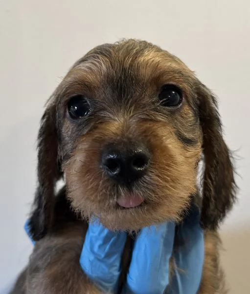 bassotto pelo duro cuccioli | Foto 4