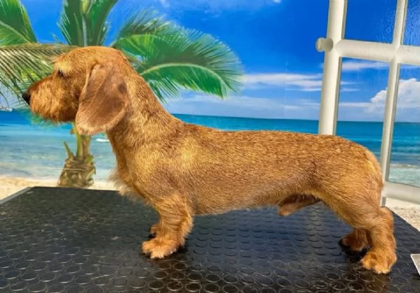 bassotto pelo duro cuccioli