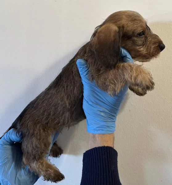 bassotto pelo duro cuccioli | Foto 0