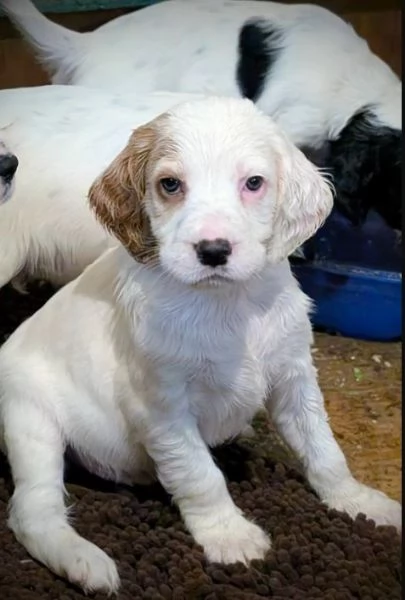 Cuccioli di English Setter disponibili  cercano famiglie amorevoli