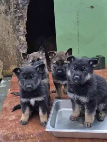 Cuccioli di pastore tedesco disponibili