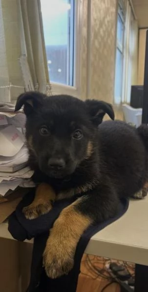 Cuccioli di pastore tedesco disponibili | Foto 2
