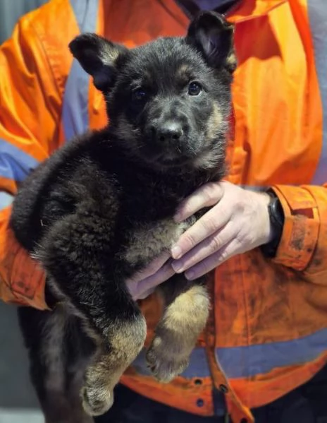 Cuccioli di pastore tedesco disponibili | Foto 1