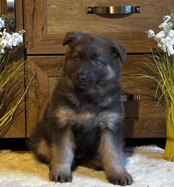 Adorabili cuccioli di Pastore Tedesco | Foto 3