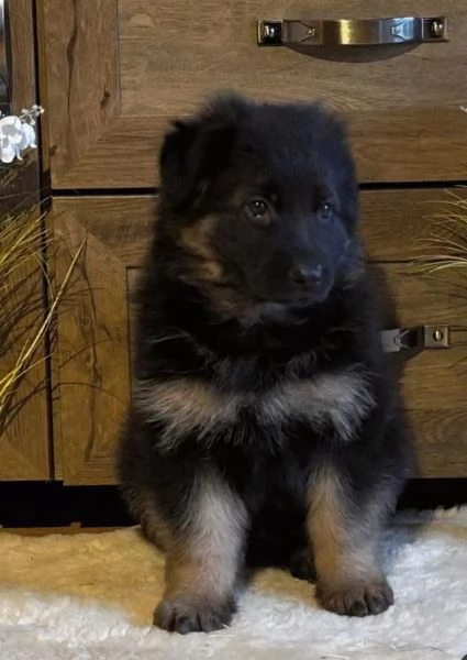 Adorabili cuccioli di Pastore Tedesco | Foto 2