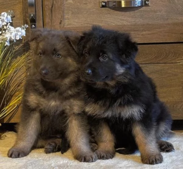 Adorabili cuccioli di Pastore Tedesco | Foto 1