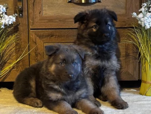 Adorabili cuccioli di Pastore Tedesco | Foto 0