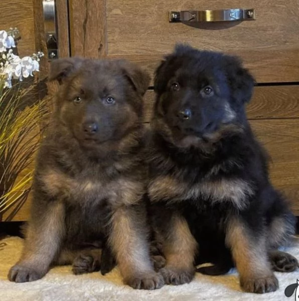 Adorabili cuccioli di Pastore Tedesco