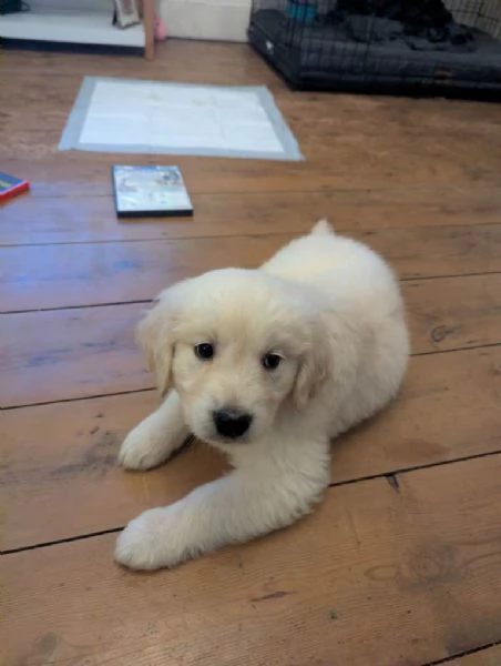 Cuccioli di Golden Retriever pronti per una nuova casa | Foto 2