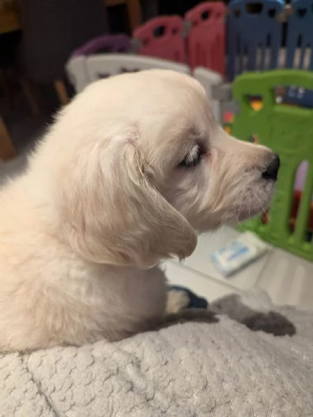 Cuccioli di Golden Retriever pronti per una nuova casa | Foto 1