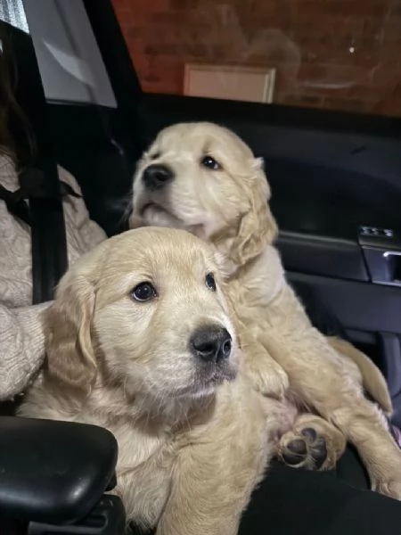 Cuccioli di Golden Retriever pronti per una nuova casa