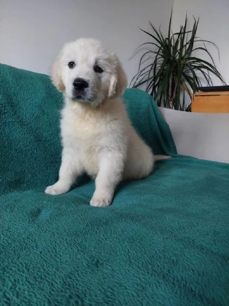 Cuccioli di golden retriever registrati | Foto 3