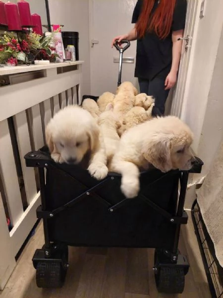 Cuccioli di golden retriever registrati | Foto 1