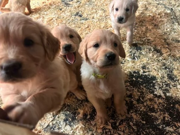 I cuccioli di Golden Retriever hanno bisogno di una nuova casa | Foto 1