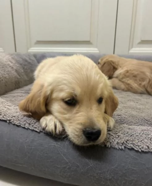 Bellissimi cuccioli di Golden Retriever registrati | Foto 3