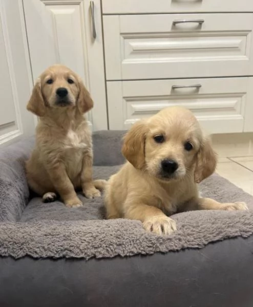 Bellissimi cuccioli di Golden Retriever registrati | Foto 0