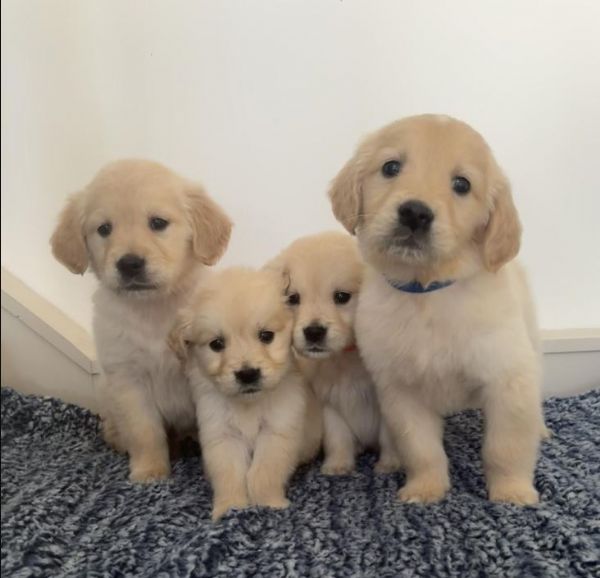 Sottobicchiere Divertente Golden Retriever – Regalo Originale Per Amanti Dei Cani In MDF E Sughero (9x9 Cm)