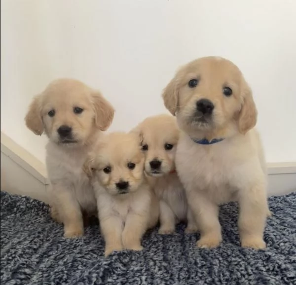 Sono disponibili cuccioli di Golden Retriever giocherelloni | Foto 2