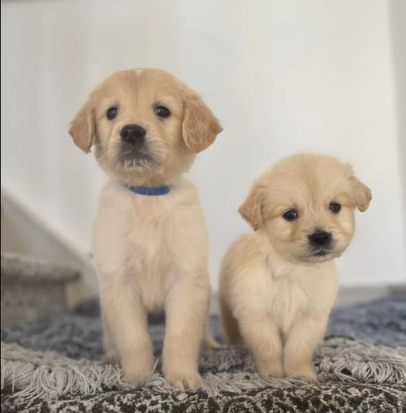 Sono disponibili cuccioli di Golden Retriever giocherelloni | Foto 0