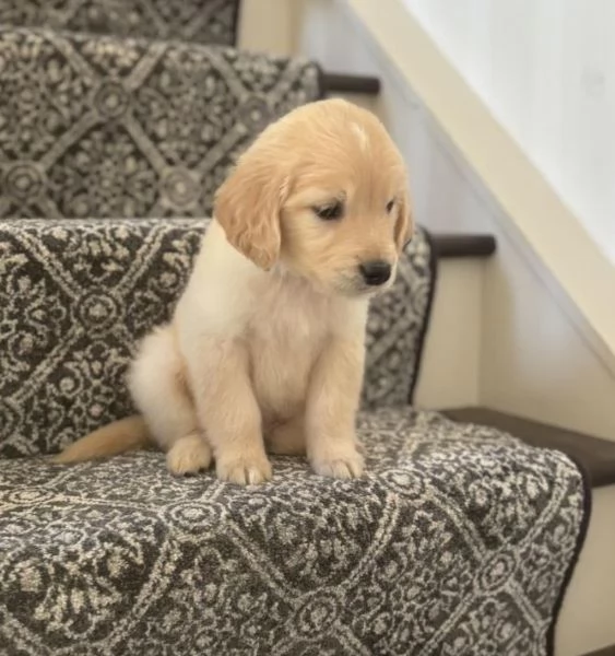 Sono disponibili cuccioli di Golden Retriever giocherelloni