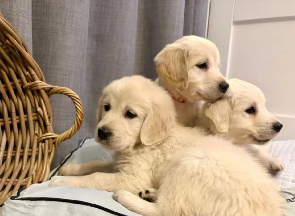 Cuccioli di Golden Retriever ora disponibili | Foto 1