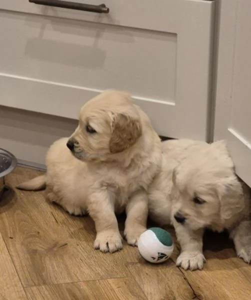 Cuccioli di Golden Retriever in vendita | Foto 3