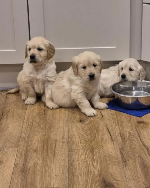 Cuccioli di Golden Retriever in vendita | Foto 2